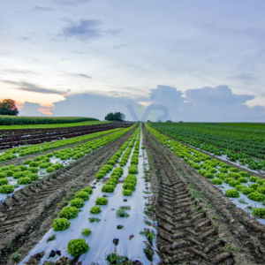 Application of Ferrous Sulphate by Vrik Pharma