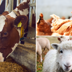 Zinc Sulphate Industrial and Agricultural Chemical